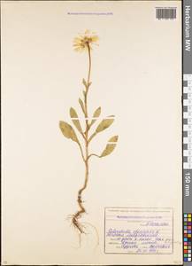 Calendula officinalis L., Caucasus, North Ossetia, Ingushetia & Chechnya (K1c) (Russia)