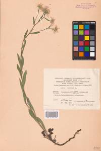 Aster amellus L., Eastern Europe, Eastern region (E10) (Russia)