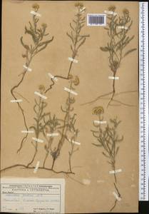 Achillea micrantha Willd., Middle Asia, Caspian Ustyurt & Northern Aralia (M8) (Kazakhstan)