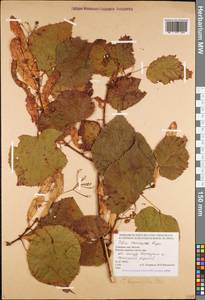 Tilia croizatii Chun & H. D. Wong, Caucasus, Georgia (K4) (Georgia)