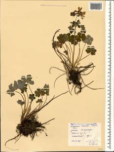 Geranium renardii Trautv. in Trautv., Regel, Maxim. & C. Winkl., Caucasus, Stavropol Krai, Karachay-Cherkessia & Kabardino-Balkaria (K1b) (Russia)