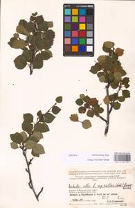 Betula pubescens var. pubescens, Eastern Europe, Northern region (E1) (Russia)