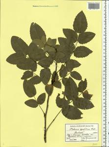 Mahonia aquifolium (Pursh) Nutt., Eastern Europe, Central forest-and-steppe region (E6) (Russia)