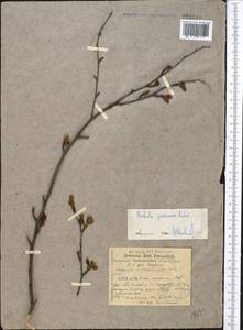 Betula tianschanica Rupr., Middle Asia, Pamir & Pamiro-Alai (M2)
