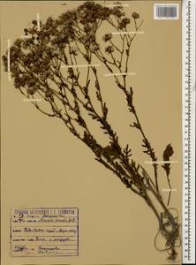 Senecio vernalis Waldst. & Kit., Caucasus, Krasnodar Krai & Adygea (K1a) (Russia)