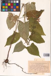 MHA 0 156 147, Salvia glutinosa L., Eastern Europe, West Ukrainian region (E13) (Ukraine)