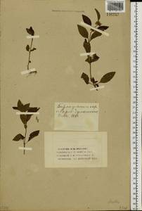 Mentha arvensis L., Siberia, Altai & Sayany Mountains (S2) (Russia)