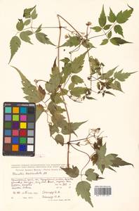 Clematis brevicaudata DC., Siberia, Russian Far East (S6) (Russia)