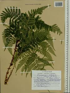 Dryopteris expansa (C. Presl) Fraser-Jenk. & Jermy, Eastern Europe, Central forest-and-steppe region (E6) (Russia)