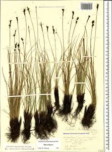 Carex capillifolia (Decne.) S.R.Zhang, Caucasus, Stavropol Krai, Karachay-Cherkessia & Kabardino-Balkaria (K1b) (Russia)