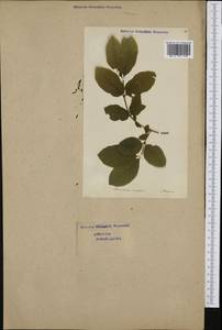 Lonicera nigra L., Western Europe (EUR) (Switzerland)