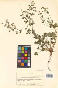 Potentilla norvegica L., Siberia, Russian Far East (S6) (Russia)