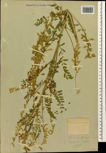 Astragalus galegiformis L., Caucasus, Stavropol Krai, Karachay-Cherkessia & Kabardino-Balkaria (K1b) (Russia)