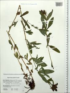 Hypericum ascyron subsp. gebleri (Ledeb.) N. Robson, Siberia, Baikal & Transbaikal region (S4) (Russia)