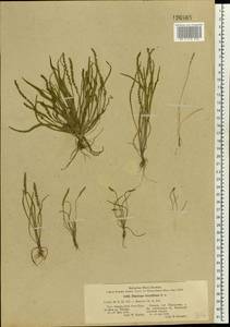 Plantago tenuiflora Waldst. & Kit., Eastern Europe, Lower Volga region (E9) (Russia)