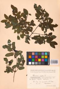 Lonicera nigra L., Eastern Europe, West Ukrainian region (E13) (Ukraine)