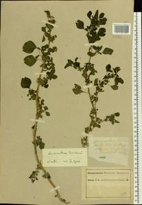 Amaranthus blitum L., Eastern Europe, Central forest region (E5) (Russia)