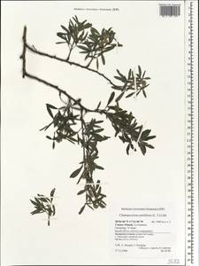 Cytisus proliferus L.f., Africa (AFR) (Spain)
