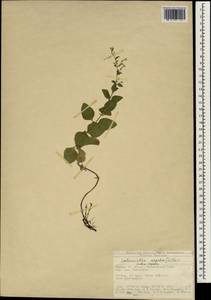 Clinopodium nepeta (L.) Kuntze, South Asia, South Asia (Asia outside ex-Soviet states and Mongolia) (ASIA) (Turkey)