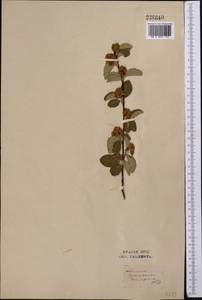 Cotoneaster nummularius Fisch. & C. A. Mey., Middle Asia, Syr-Darian deserts & Kyzylkum (M7) (Uzbekistan)