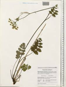 Pimpinella saxifraga L., Eastern Europe, Northern region (E1) (Russia)