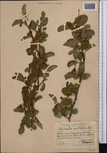 Cotoneaster multiflorus Bunge, Middle Asia, Dzungarian Alatau & Tarbagatai (M5) (Kazakhstan)