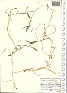 Phleum paniculatum Huds., Caucasus, Azerbaijan (K6) (Azerbaijan)