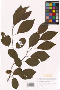 Alnus japonica (Thunb.) Steud., Siberia (no precise locality) (S0) (Russia)