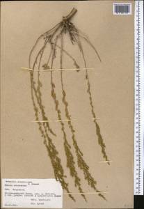 Artemisia glanduligera Krasch. ex Poljakov, Middle Asia, Pamir & Pamiro-Alai (M2) (Tajikistan)
