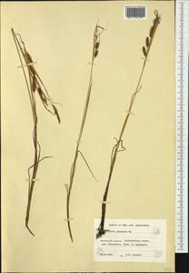 Carex paleacea Schreb. ex Wahlenb., Western Europe (EUR) (Finland)