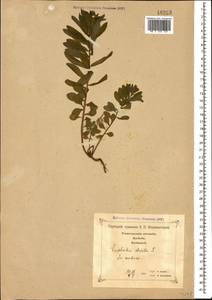 Euphorbia stricta L., Caucasus, Georgia (K4) (Georgia)