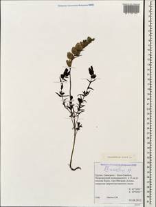 Rhinanthus minor L., Caucasus, Georgia (K4) (Georgia)