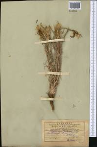 Tragopogon vvedenskyi Popov ex Pavlov, Middle Asia, Pamir & Pamiro-Alai (M2)