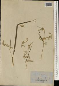 Apluda mutica L., South Asia, South Asia (Asia outside ex-Soviet states and Mongolia) (ASIA) (Nepal)