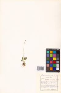 Primula cuneifolia Ledeb., Siberia, Russian Far East (S6) (Russia)