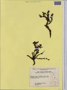 Arctostaphylos rubra (Rehder & E. H. Wilson) Fernald, Siberia, Chukotka & Kamchatka (S7) (Russia)