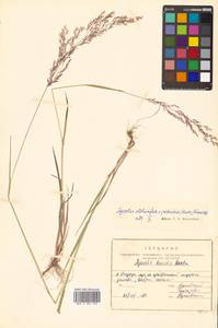 Agrostis stolonifera L., Siberia, Russian Far East (S6) (Russia)