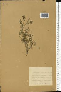 Fumaria schleicheri Soy.-Will., Eastern Europe, Central forest-and-steppe region (E6) (Russia)