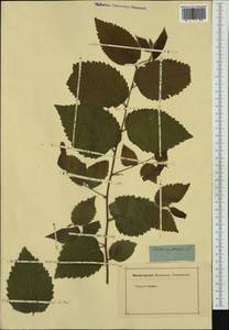 Celtis australis, Western Europe (EUR) (Not classified)