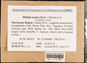 Blindia acuta (Hedw.) Bruch & Schimp., Bryophytes, Bryophytes - Karelia, Leningrad & Murmansk Oblasts (B4) (Russia)