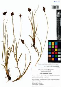 Carex melananthiformis Litv., Siberia, Baikal & Transbaikal region (S4) (Russia)