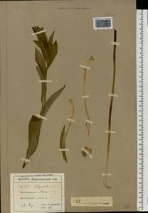 Polygonatum multiflorum (L.) All., Eastern Europe, North Ukrainian region (E11) (Ukraine)
