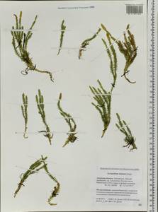 Spinulum annotinum subsp. alpestre (Hartm.) Uotila, Siberia, Russian Far East (S6) (Russia)