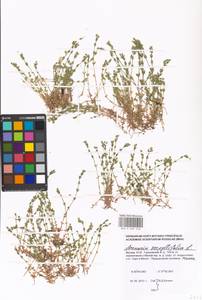 Arenaria serpyllifolia L., Eastern Europe, Moscow region (E4a) (Russia)