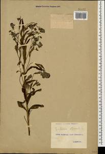 Cynoglossum officinale L., Caucasus, Georgia (K4) (Georgia)