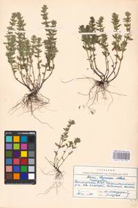 MHA 0 156 570, Clinopodium acinos (L.) Kuntze, Eastern Europe, Eastern region (E10) (Russia)