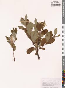 Salix divaricata Pall., Siberia, Yakutia (S5) (Russia)