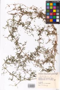 Galium spurium L., Eastern Europe, South Ukrainian region (E12) (Ukraine)