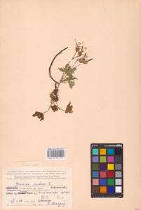 Geranium pratense L., Eastern Europe, Northern region (E1) (Russia)