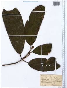 Pouteria adolfi-friedericii (Engl.) A.Meeuse, Africa (AFR) (Ethiopia)